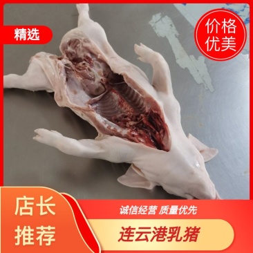 乳猪，小耳朵乳猪，2--40公斤大量现货，确保新鲜