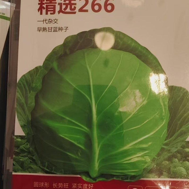 甘蓝种子华耐亚瑟王精选266明珠甘蓝华耐快船