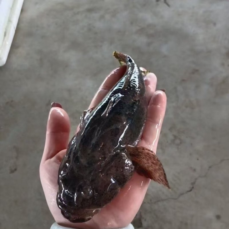 【热卖】虎头鲨苗沙塘鳢虎头鲨苗趴地虎呆子鱼易养殖