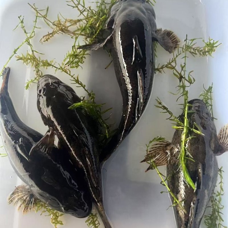 【热卖】虎头鲨苗沙塘鳢虎头鲨苗趴地虎呆子鱼易养殖