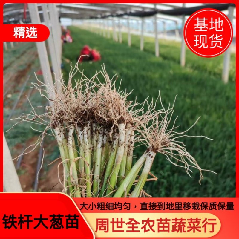 山东铁杆葱苗一手货源价格优惠，基地直发，欢迎采购