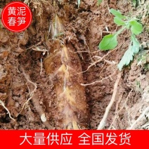 黄泥春笋现挖现发品质保证可视频看货欢迎咨询