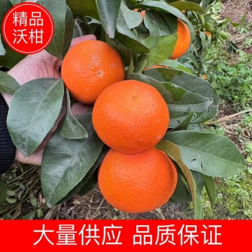 沃柑四川沃柑皮薄多汁大量供应品质保证代发全国