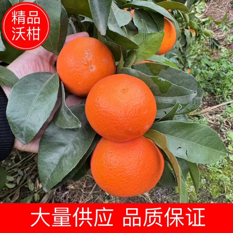 沃柑四川沃柑皮薄多汁大量供应品质保证代发全国