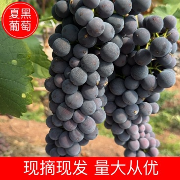 夏黑葡萄云南夏黑葡萄基地直发包熟包甜量大从优