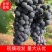 夏黑葡萄云南夏黑葡萄基地直发包熟包甜量大从优