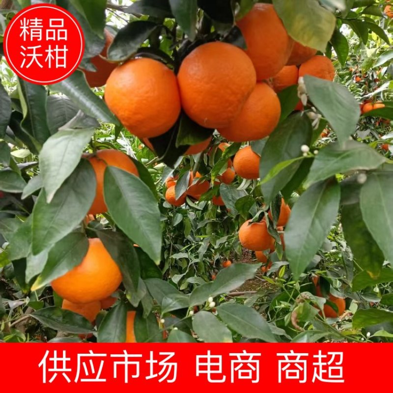 沃柑云南沃柑基地直发对接全国市场电商商超