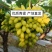 攀枝花青提葡萄米易青提大量供应品质保证代发全国