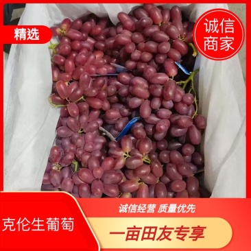 葡萄克伦生葡萄大量供应电商基地直发欢迎来电咨询