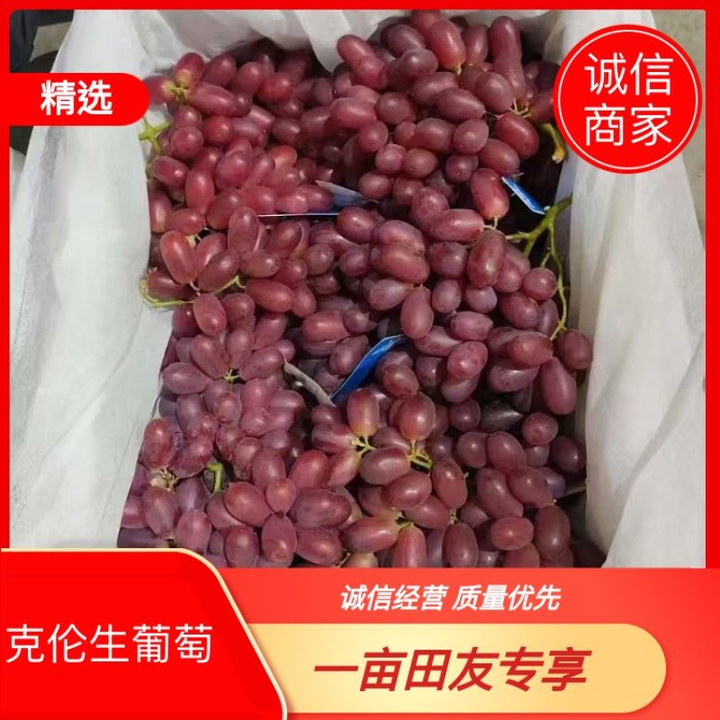 葡萄克伦生葡萄大量供应电商基地直发欢迎来电咨询