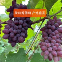 云南茉莉香葡萄云南葡萄一件代发。电商。