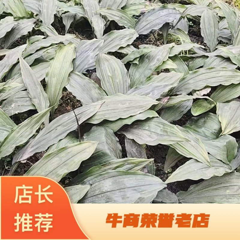 毛滋菇苗药材种苗诚信经营货源充足欢迎联系
