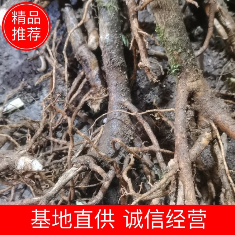 大通草苗货源充足品质保证标准带苗发货量大优惠