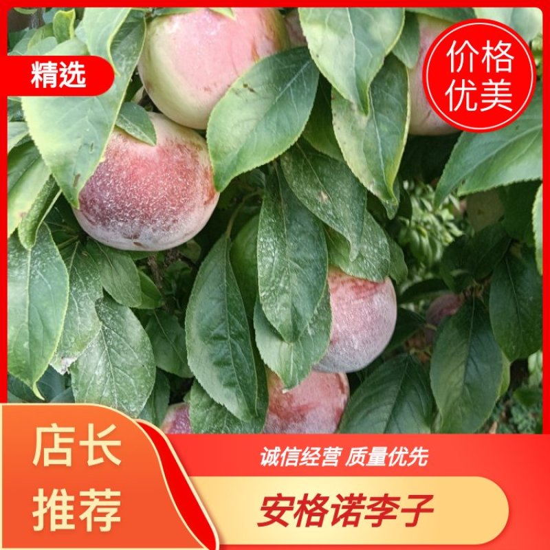 河南安阳安格诺李子，清甜可口，诚信经营，欢迎全国采购商致