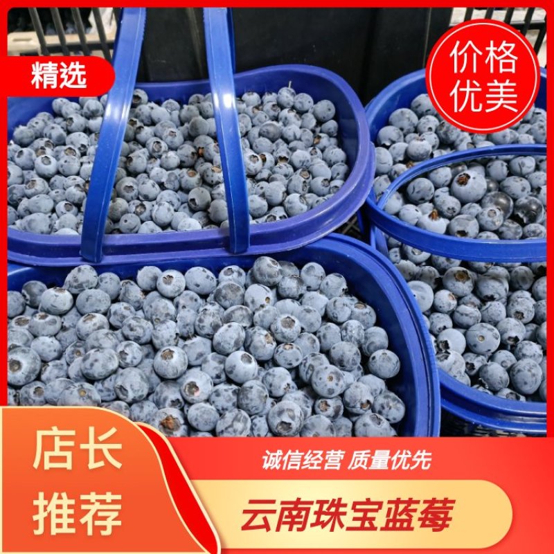 热销中云南省石屏县，精品蓝莓，口感极，需要的联系。