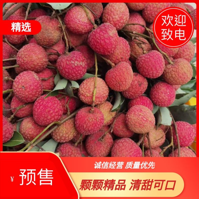 精品荔枝，果园现摘，颗颗精选，清甜锁喉，欢迎电话联系！