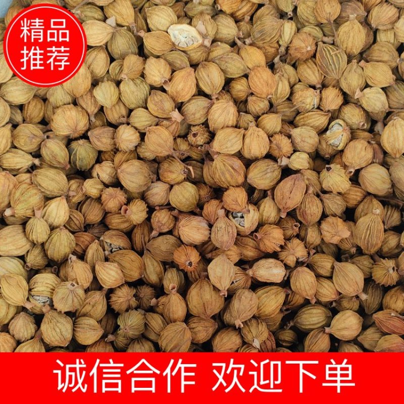 宜宾香砂产地直发量大从优诚信合作欢迎来电咨询