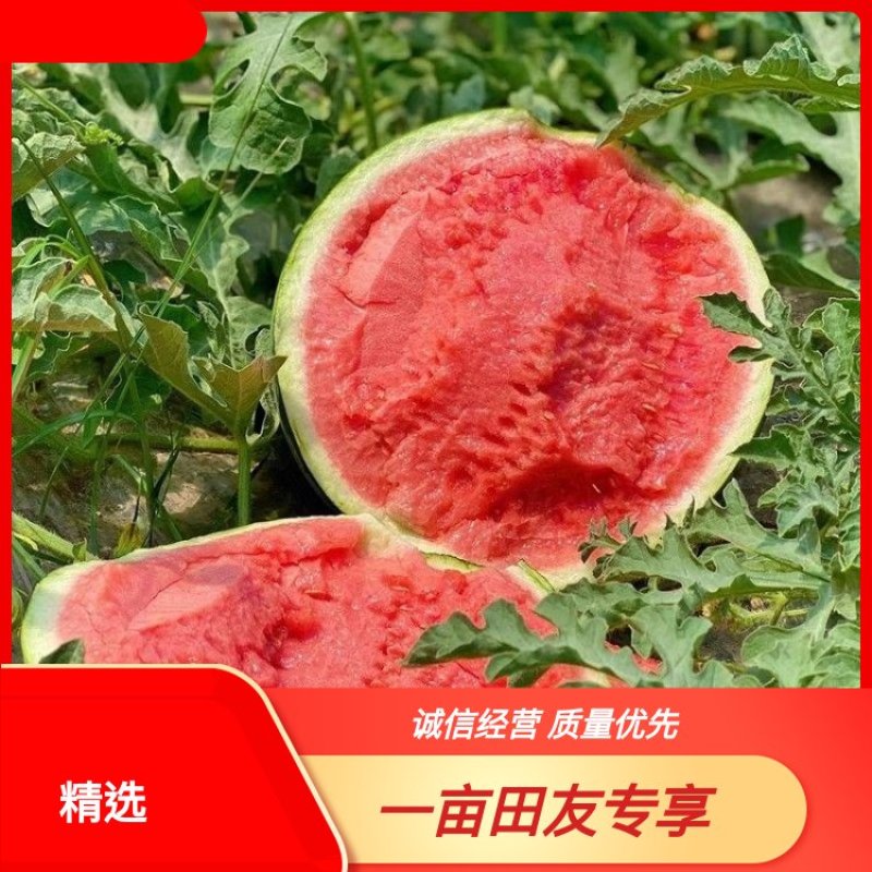 【实力代办】精品甜王西瓜皮薄多汁甜度高保质保量