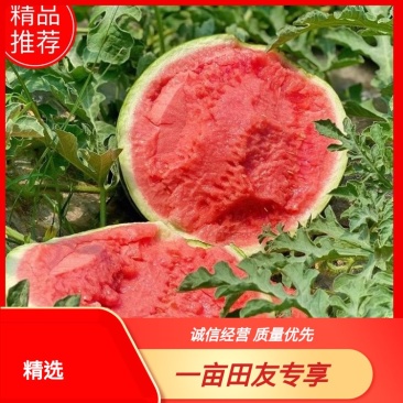 【实力代办】精品甜王西瓜皮薄多汁甜度高保质保量
