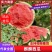 【质优价廉】精品麒麟西瓜产地一条龙服务大量供应甜度高