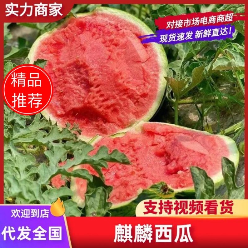 【质优价廉】精品麒麟西瓜产地一条龙服务大量供应甜度高