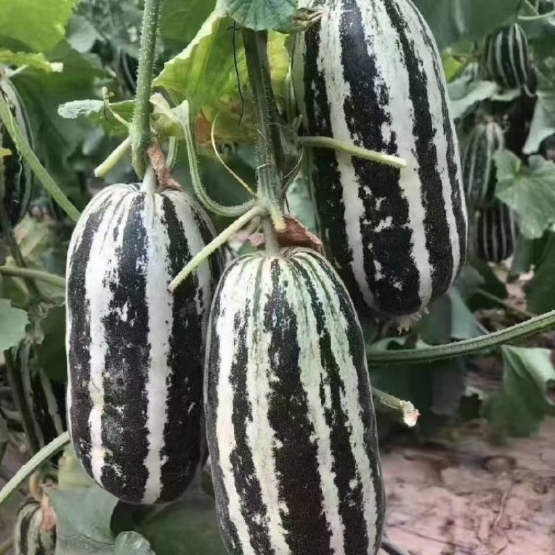 博洋九.61甜瓜大量供应，对接市场电商商超欢迎老板采