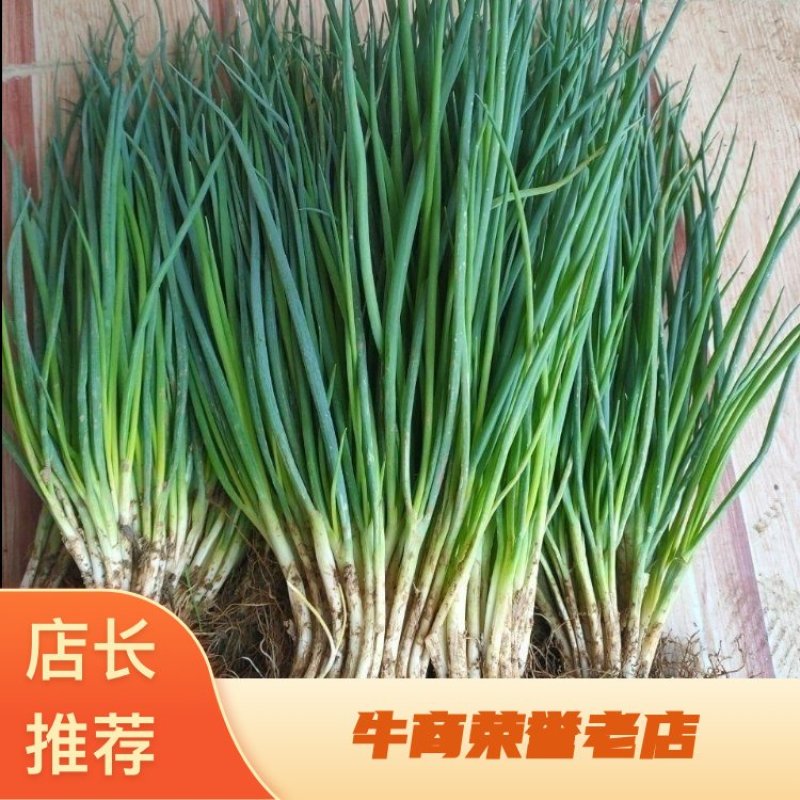 【实力商家】云南泸西县精品小葱品质好产量高视频看货