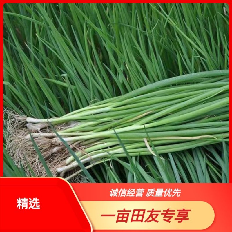 云南四季小香葱葱种规格齐全质优价廉量大从优