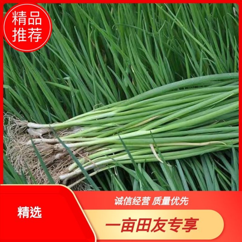 云南四季小香葱葱种规格齐全质优价廉量大从优