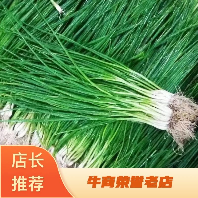 精品小香葱品质保证量大从优诚信经营代发全国