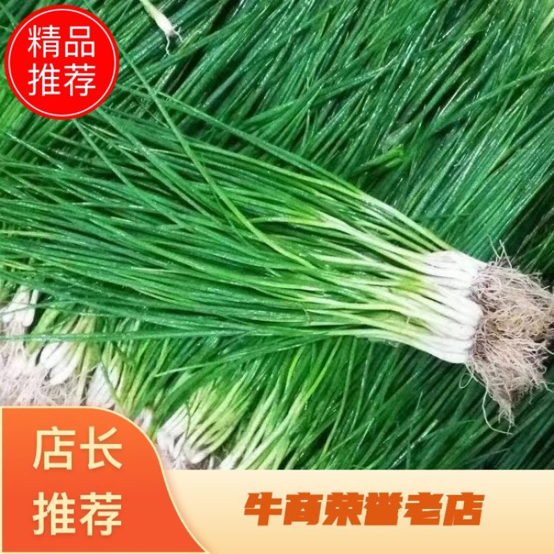精品小香葱品质保证量大从优诚信经营代发全国