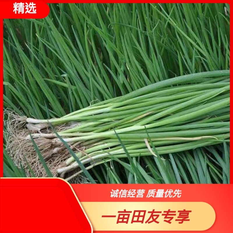 云南小香葱常年供应现挖现发品质保证产地直发