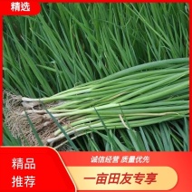 云南小香葱常年供应现挖现发品质保证产地直发