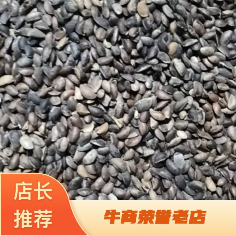 新鲜黄柏种子，优质原产地，种植养护简单，助您打造绿色家园，