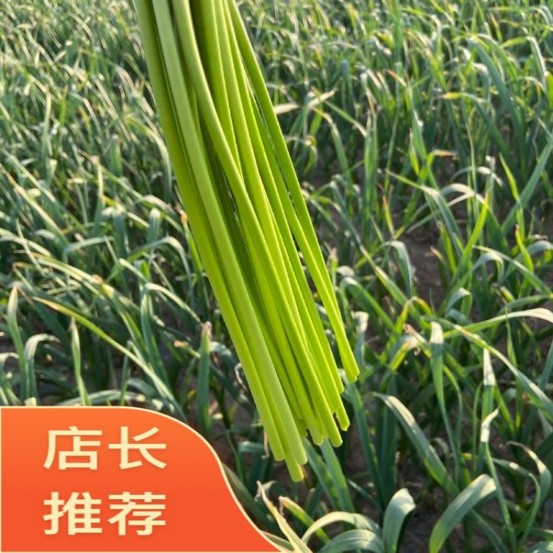 2025新鲜蒜薹大量上市，没有中间商赚差价，产地直销