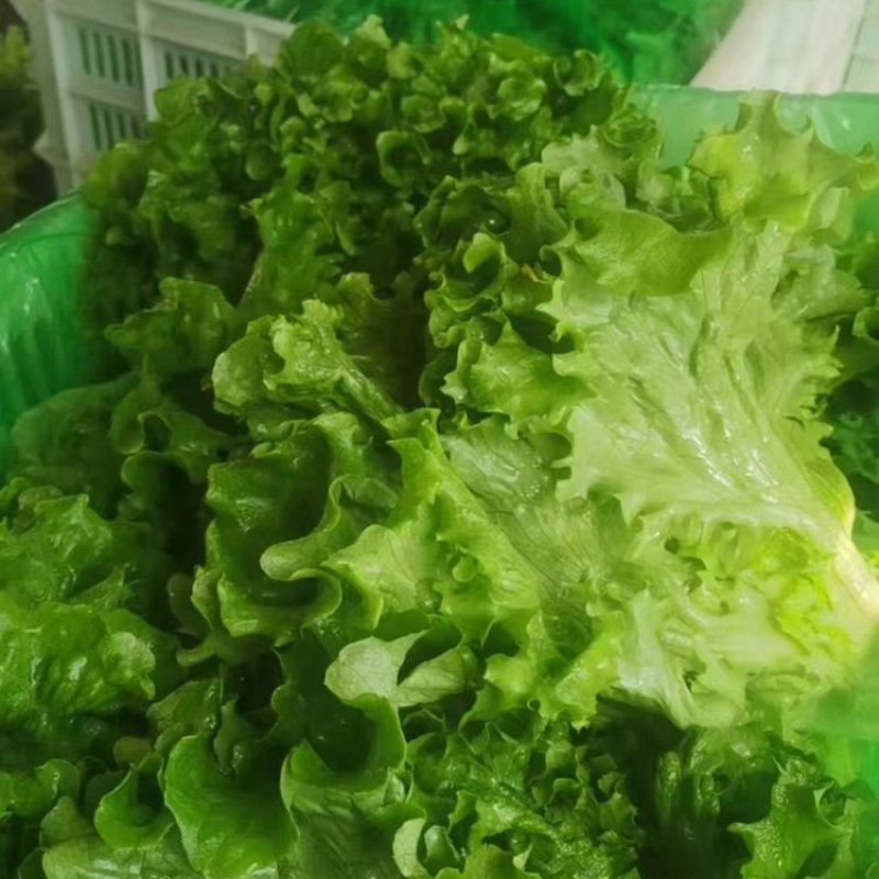 青叶生菜基地供货，量大质优价格优惠一手货源欢迎咨询