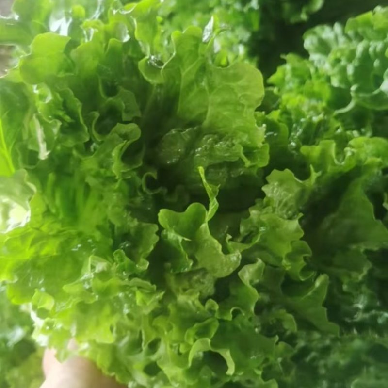 青叶生菜基地供货，量大质优价格优惠一手货源欢迎咨询