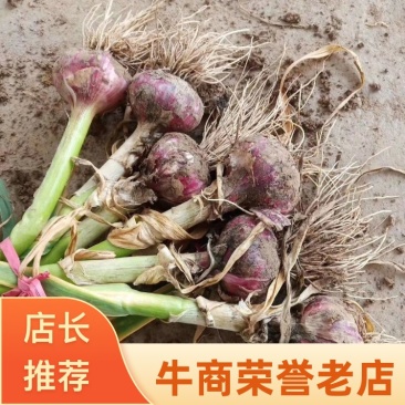 通许带节把蒜大量上市，品质好，规格五个以上，价格优