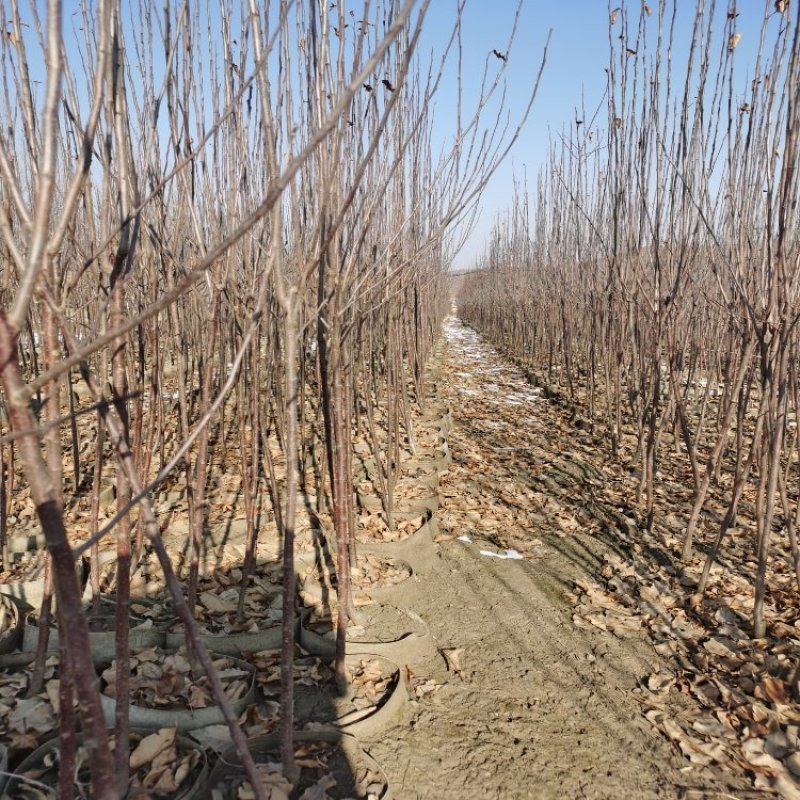 鸡心果杯苗海棠苗基地直销保质保量指导技术包成活率