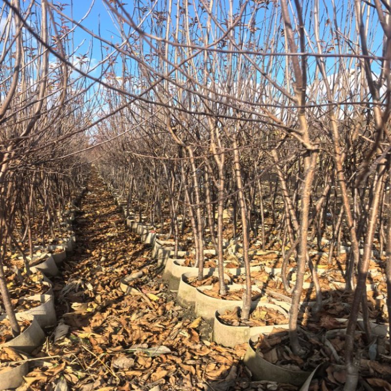 鸡心果杯苗海棠苗基地直销保质保量指导技术包成活率