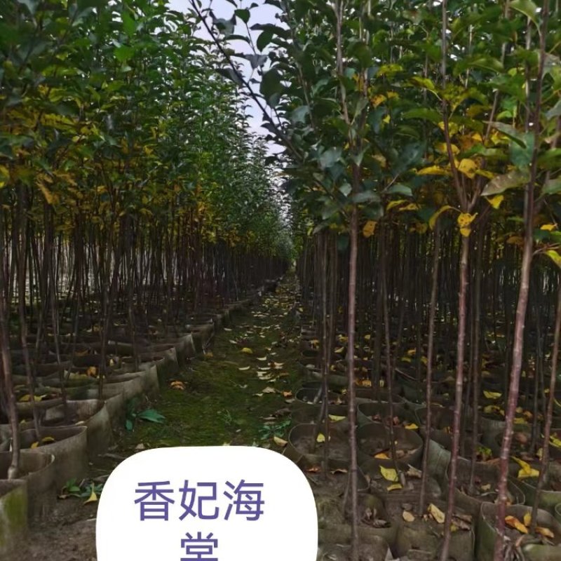 香妃海棠苗基地直销量大质优价格优惠欢迎各大老板采购