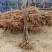 香妃海棠苗基地直发全国走货支持视频看货欢迎咨询采购