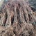 红叶李树苗基地直销包成活率量大还有优惠支持视频看货