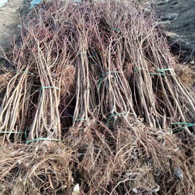 红叶李树苗基地直销包成活率量大还有优惠支持视频看货