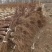 红叶李树苗基地直销包成活率量大还有优惠支持视频看货