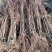 红叶李树苗基地直销包成活率量大还有优惠支持视频看货