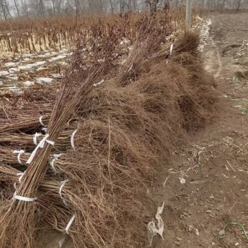 红叶李树苗基地直销包成活率量大还有优惠支持视频看货
