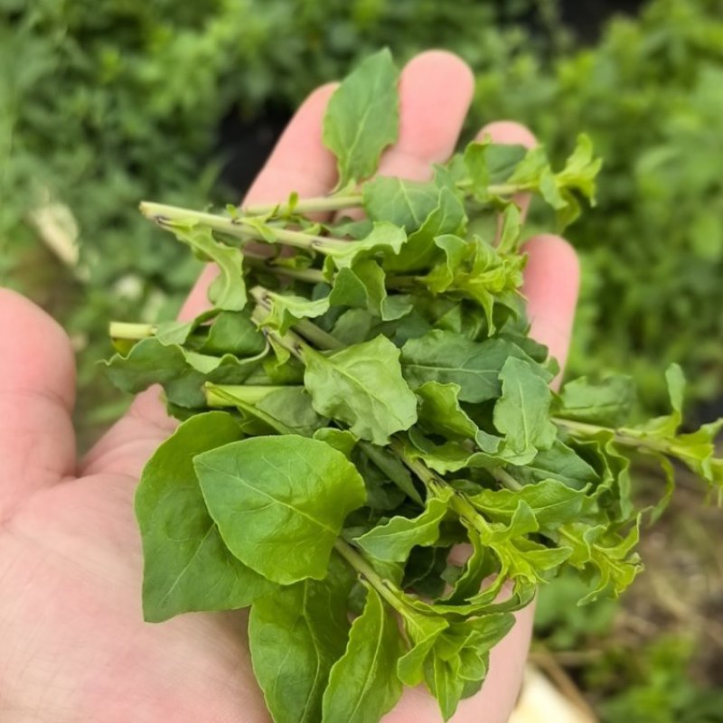 【枸杞芽】精品枸杞芽大量供应，产地直发，诚信经营，欢迎来电