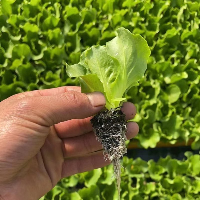 意大利生菜苗，生菜苗产地发货大量上市货源充足价格便宜