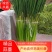 河南红帽蒜薹代收代存代加工对接电商市场商超
